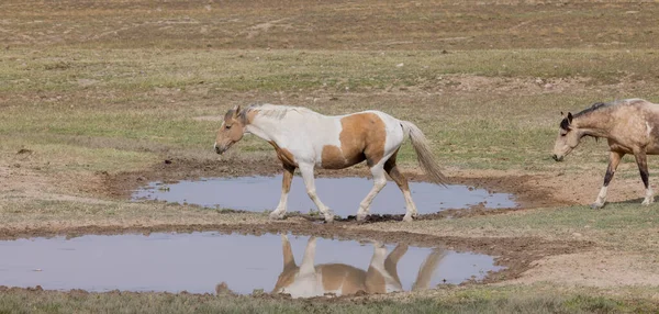 wild horses in spring at a desert waterhole in Utah