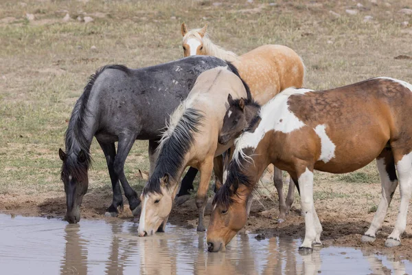 wild horses in spring at a desert waterhole in Utah