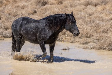 Utah 'ta çöldeki bir su birikintisinde vahşi bir at.