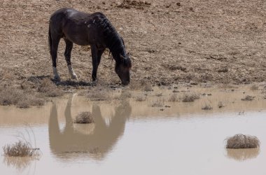 Utah 'ta çöldeki bir su birikintisinde vahşi bir at.