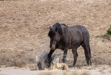 Utah 'ta çöldeki bir su birikintisinde vahşi bir at.