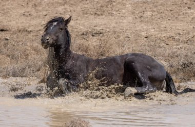 Utah 'ta çöldeki bir su birikintisinde vahşi bir at.