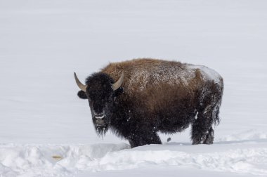 Yellowstone Ulusal Parkı Wyoming 'de kışın bizon.