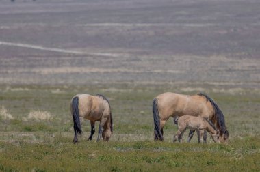 Utah çölünde ilkbaharda vahşi atlar
