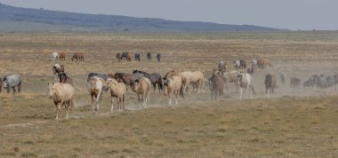 Utah çölünde ilkbaharda vahşi atlar