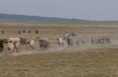 Utah çölünde ilkbaharda vahşi atlar