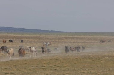 Utah çölünde ilkbaharda vahşi atlar