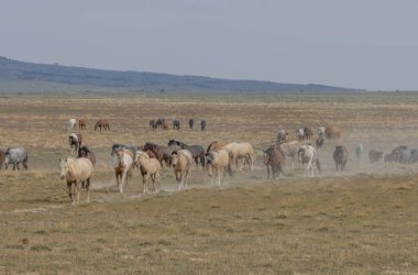 Utah çölünde ilkbaharda vahşi atlar