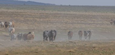 Utah çölünde ilkbaharda vahşi atlar