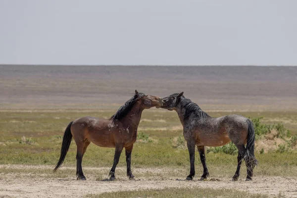 犹他州沙漠中的春天野马 — 图库照片