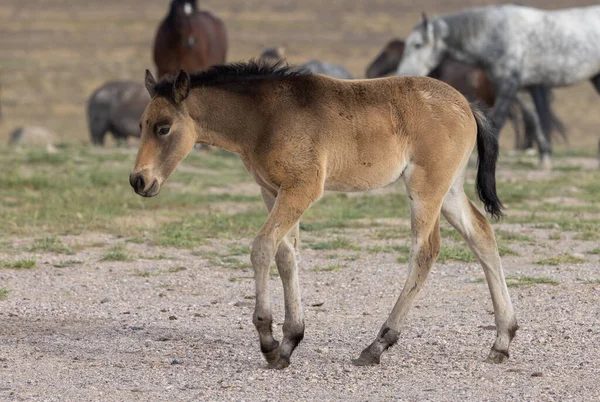 Cute Wild Horse Foal Spring Utah Desert — Stock Photo, Image