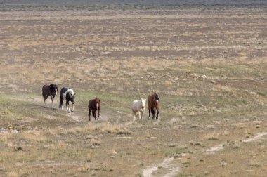 Utah çölünde ilkbaharda vahşi atlar