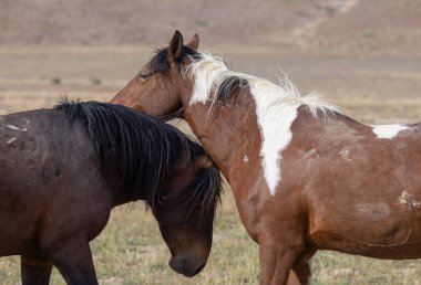 Utah çölünde ilkbaharda vahşi atlar