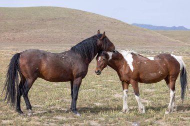 Utah çölünde ilkbaharda vahşi atlar