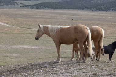 Utah çölünde ilkbaharda vahşi atlar