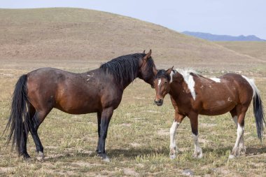 Utah çölünde ilkbaharda vahşi atlar