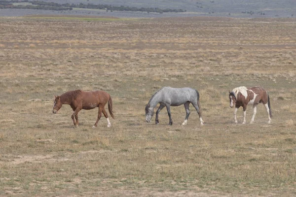 Cavalli Selvatici Primavera Nel Deserto Dello Utah — Foto Stock