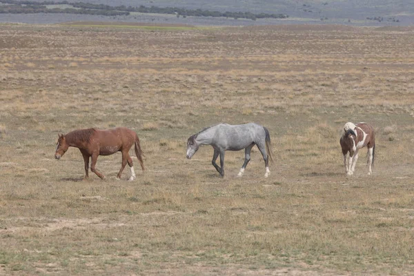 Wild Horses Springtime Utah Desert — Stock Photo, Image