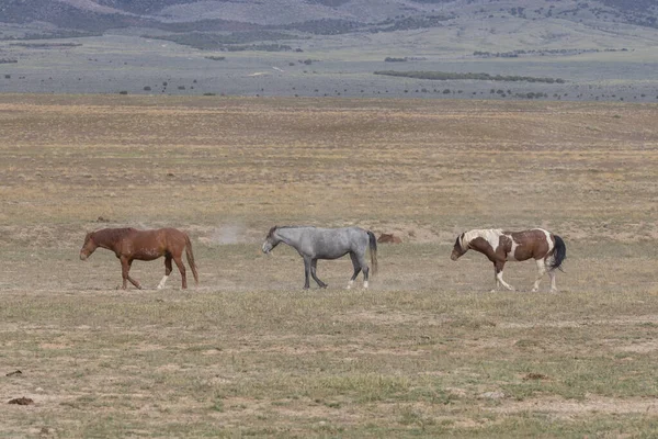 Chevaux Sauvages Printemps Dans Désert Utah — Photo