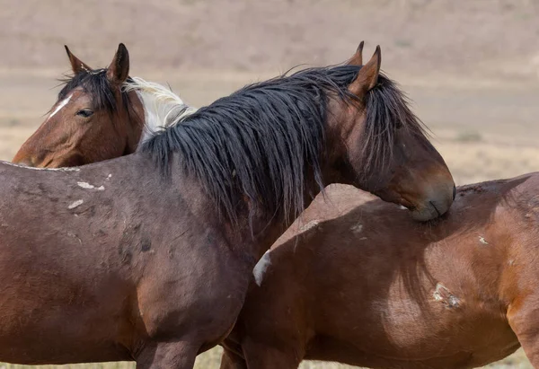 Caballos Salvajes Primavera Desierto Utah —  Fotos de Stock