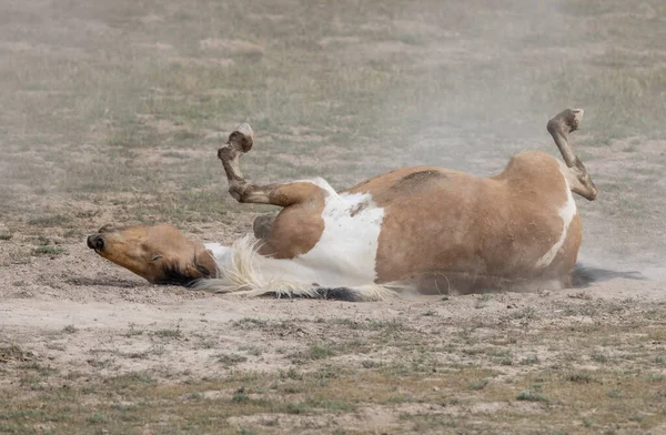 ユタ砂漠の春に野生の馬が — ストック写真