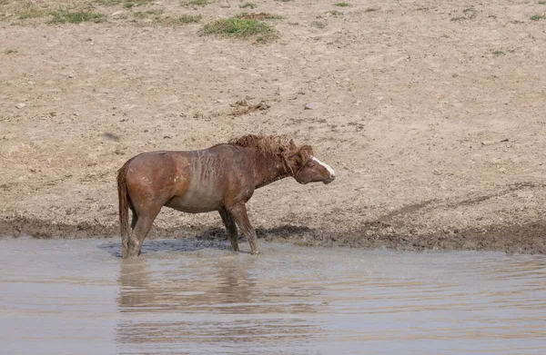 a wild horse in spring in the Utah desert