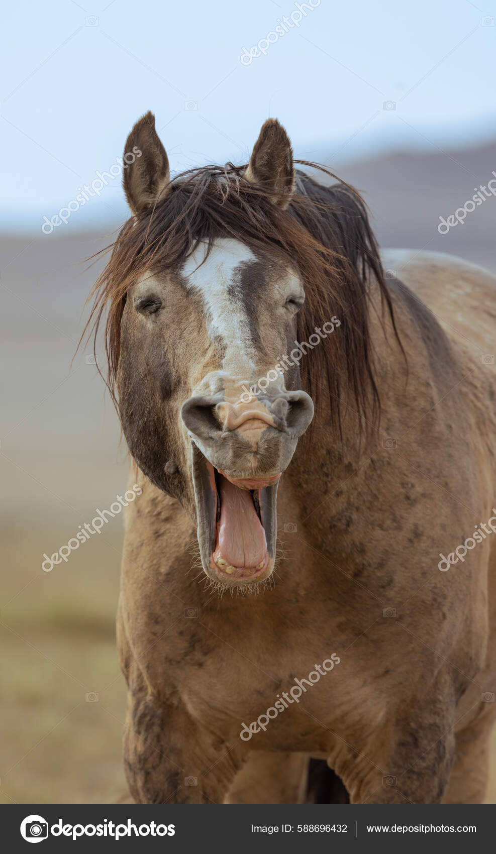 Vill Hest Våren Utah Ørkenen – stockfoto © twildlife #588696432, image size:987x1700