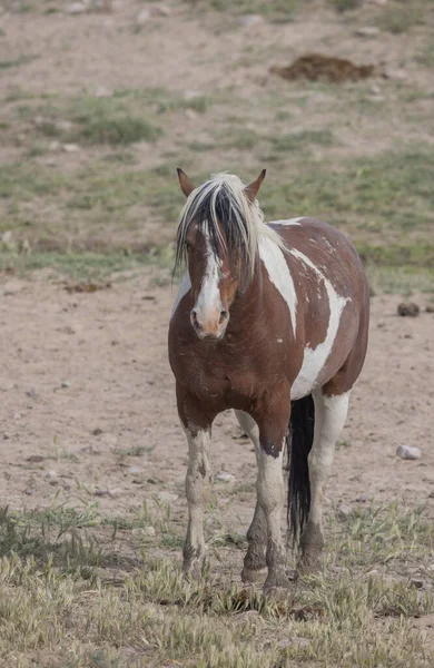 Dziki Koń Wiosną Pustyni Utah — Zdjęcie stockowe