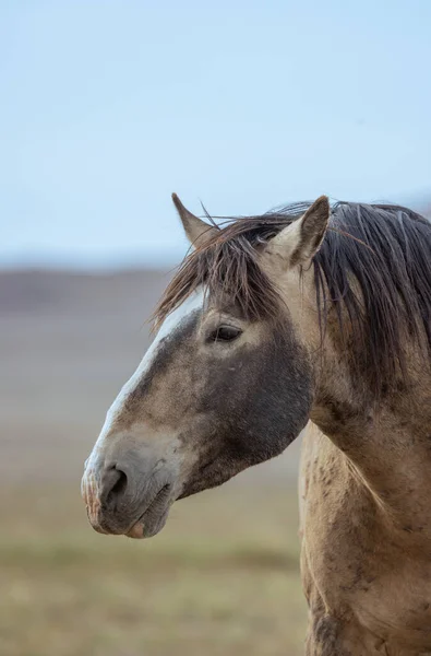 Wild Horse Springtime Utah Desert — Stock Photo, Image