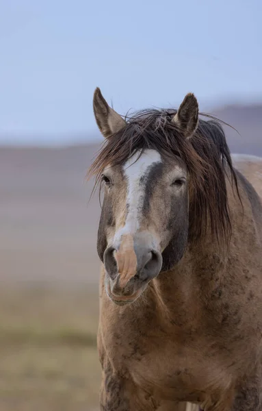 Ένα Άγριο Άλογο Την Άνοιξη Στην Έρημο Της Γιούτα — Φωτογραφία Αρχείου