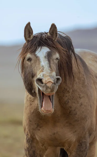 Villi Hevonen Keväisin Utahin Autiomaassa — kuvapankkivalokuva