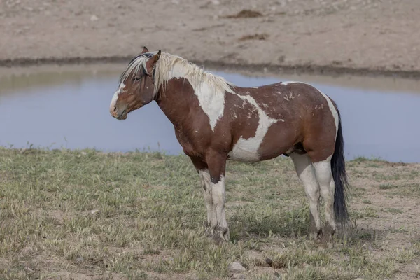 Dziki Koń Wiosną Pustyni Utah — Zdjęcie stockowe