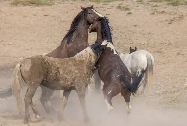 犹他州沙漠中战斗的野马 — 图库照片