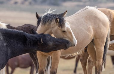 Utah çölünde ilkbaharda vahşi atlar