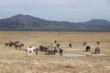 Utah çölünde ilkbaharda vahşi atlar