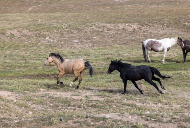 Utah çölünde ilkbaharda vahşi atlar