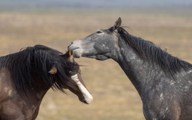 Utah çölünde ilkbaharda vahşi atlar