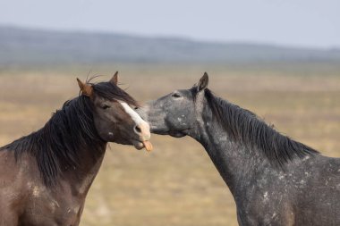 Utah çölünde ilkbaharda vahşi atlar