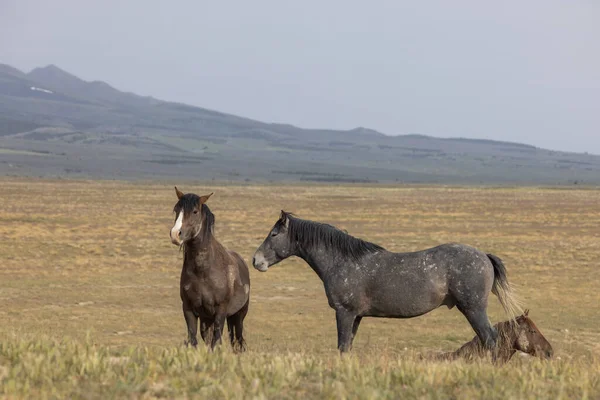 Cavalos Selvagens Primavera Deserto Utah — Fotografia de Stock