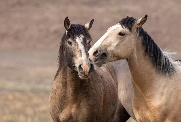 Wilde Paarden Lente Utah Woestijn — Stockfoto