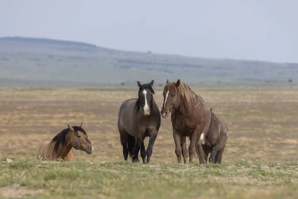 Wild Horses Springtime Utah Desert — Stock Photo, Image