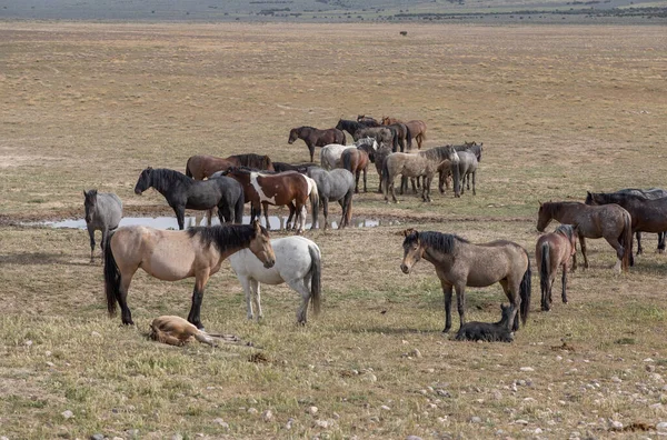 Caballos Salvajes Primavera Desierto Utah —  Fotos de Stock