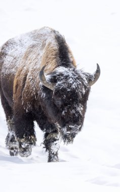 Yellowstone Ulusal Parkı 'nda kışın bir Amerikan bizonu.
