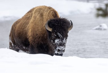 Yellowstone Ulusal Parkı 'nda kışın bir Amerikan bizonu.