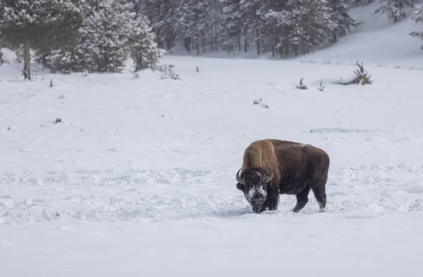 American Bison Yellowstone National Park Wyoming Winter — Photo