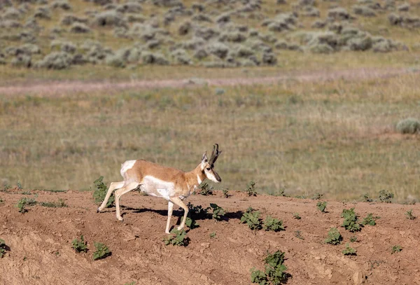 Pronghorn Antelope Buck Wyoming Summer — Foto Stock