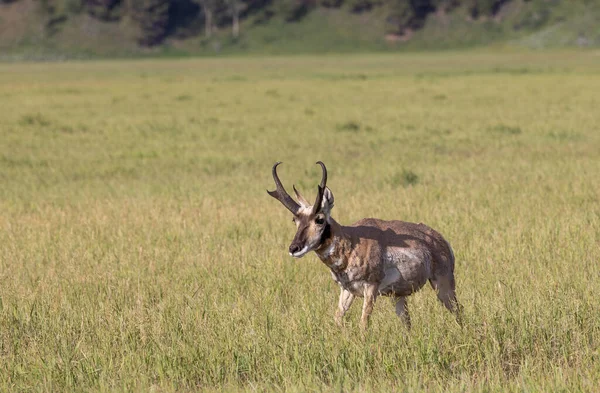 Pronghorn Antelope Buck Wyoming Summer —  Fotos de Stock
