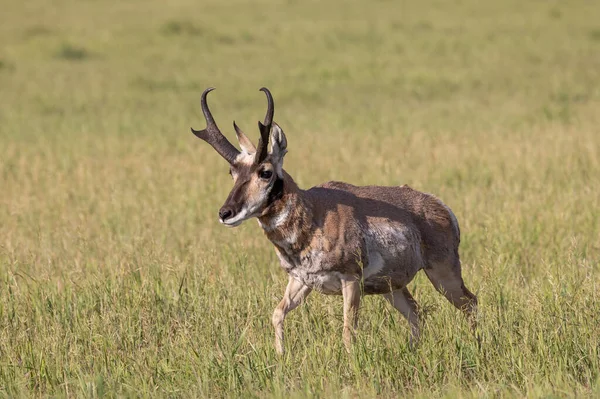 Pronghorn Antelope Buck Wyoming Summer — 图库照片