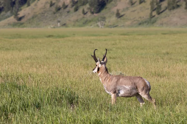 Pronghorn Antelope Buck Wyoming Summer —  Fotos de Stock