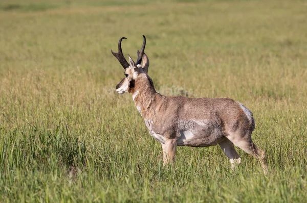 Pronghorn Antelope Buck Wyoming Summer — Φωτογραφία Αρχείου